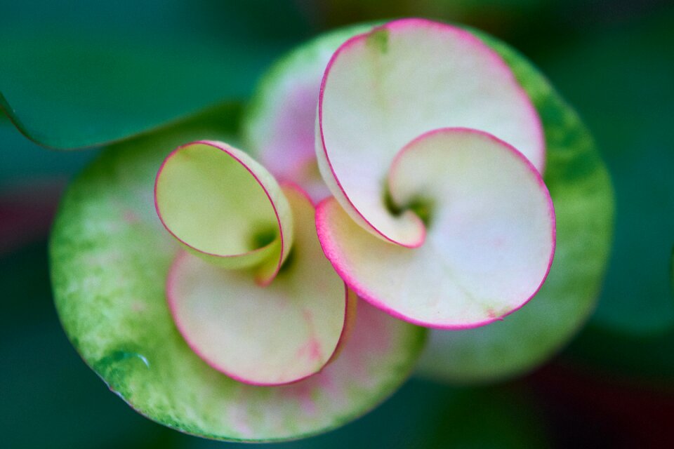 Plant color garden