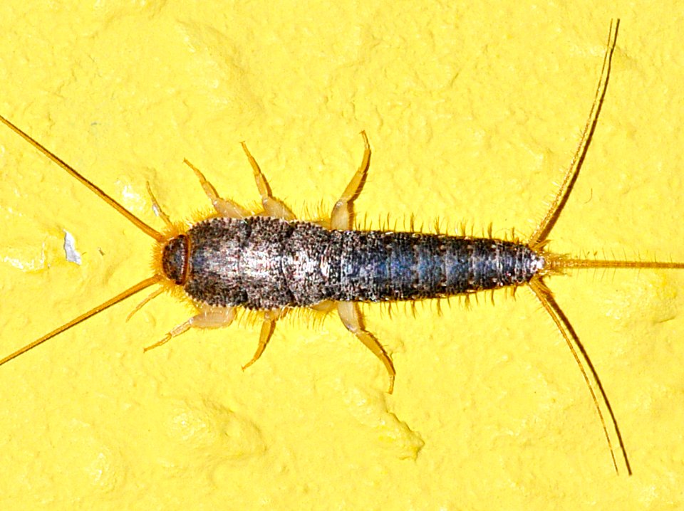 Ctenolepisma-longicaudata-02-fws