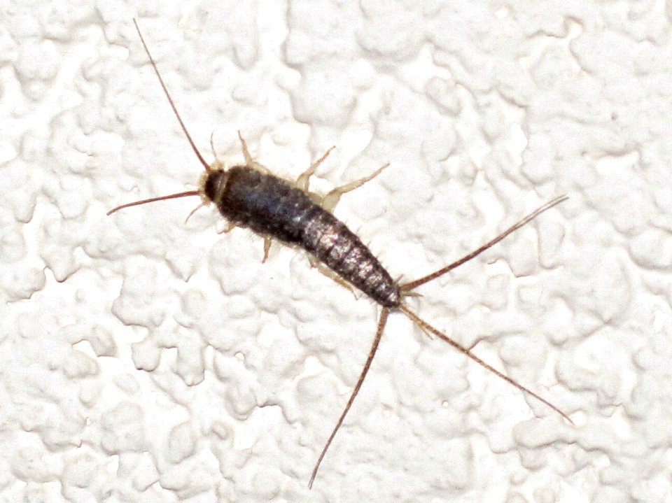Ctenolepisma longicaudata (long-tailed silverfish), Mook, the Netherlands