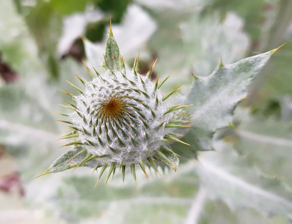 Bud plant nature