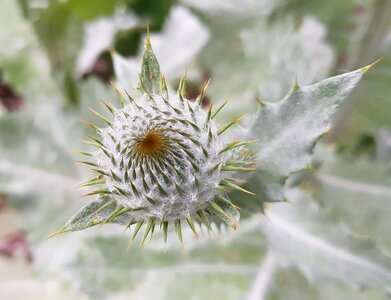 Bud plant nature photo