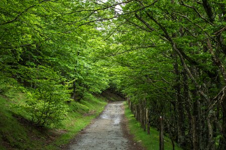 Path ride green photo