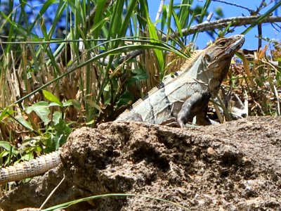 Ctenosaura similis Belize