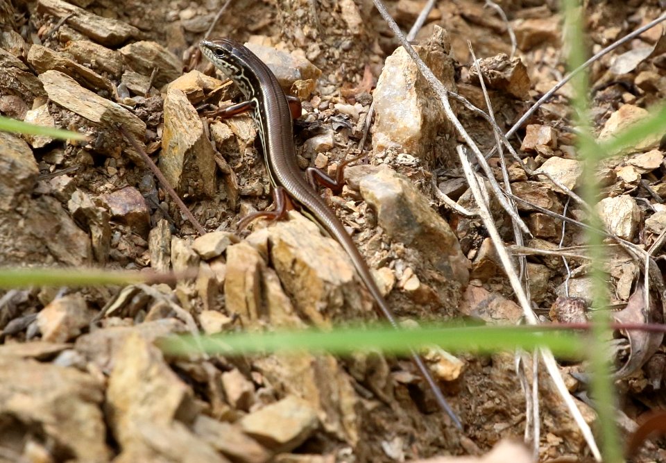 Ctenotus arcanus