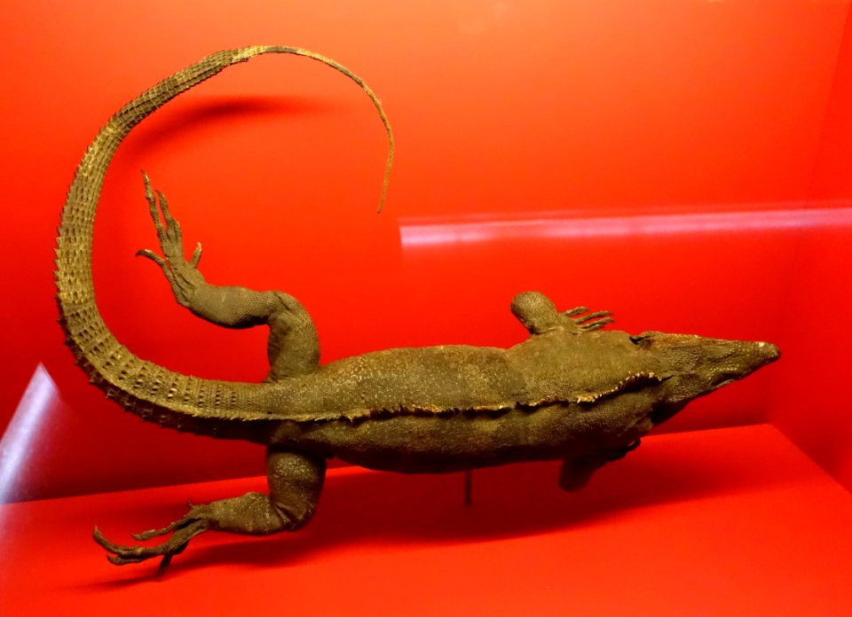 Ctenosaura sp. - Naturhistorisches Museum, Braunschweig, Germany - DSC05026