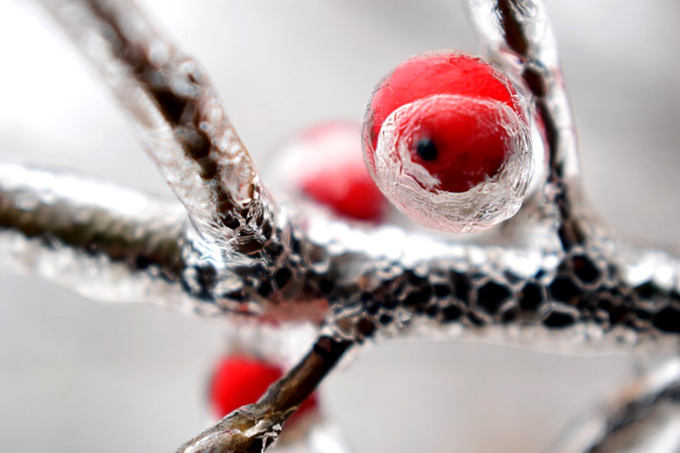 Crystaline (195253765)