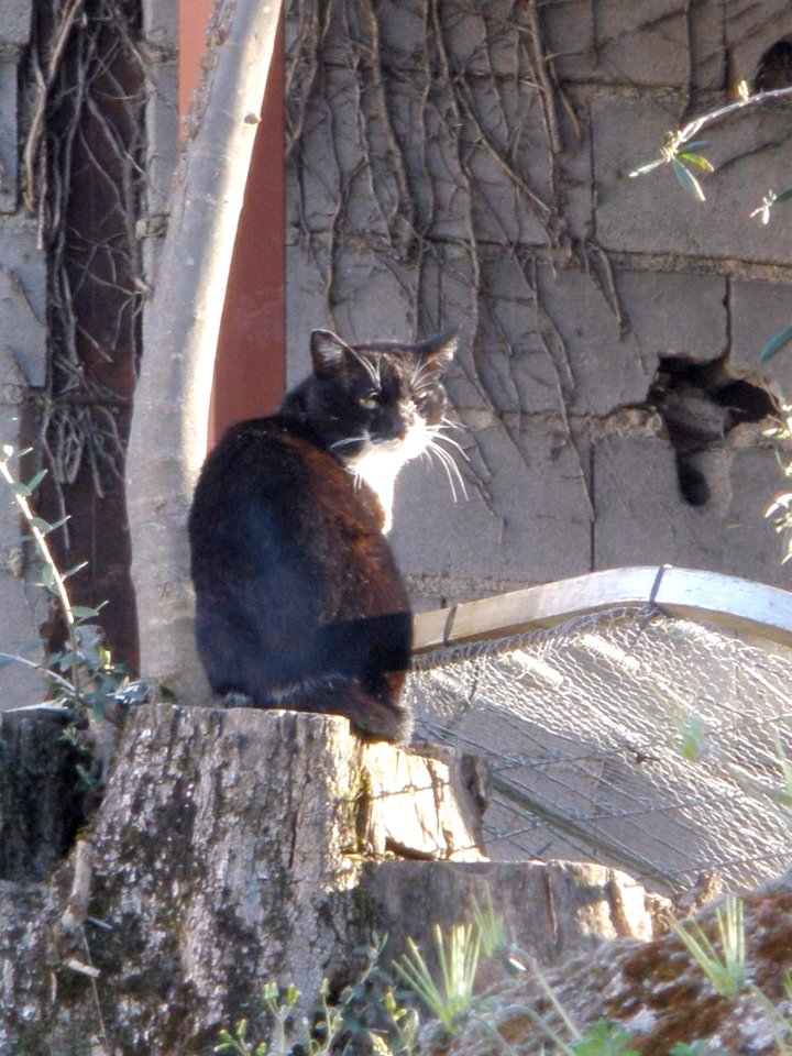 Cuacos de Yuste - gato