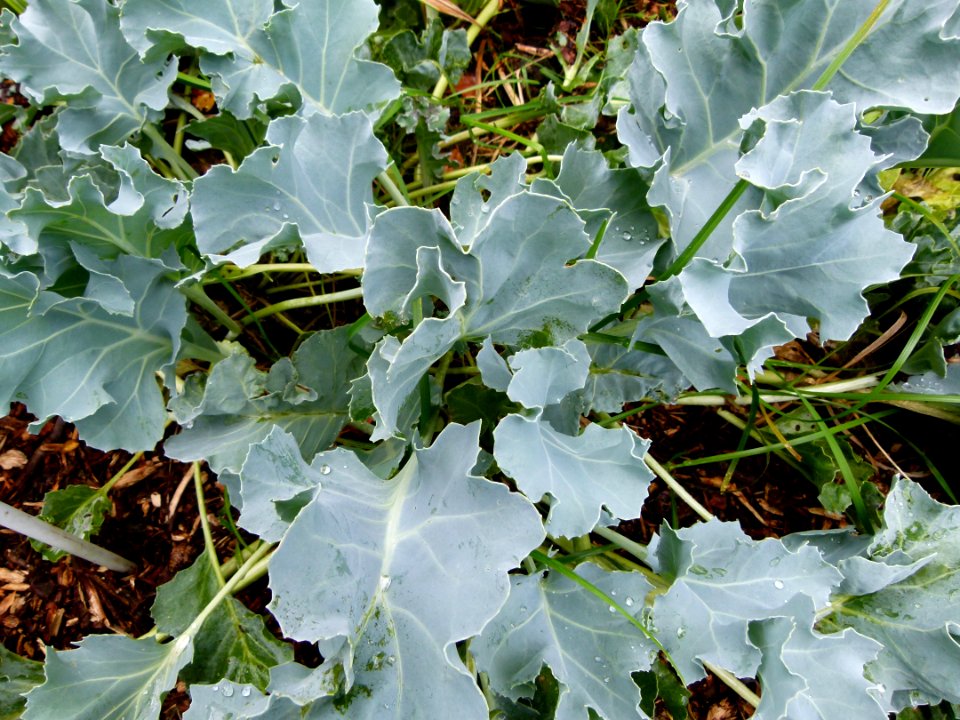 Crambe maritima parc floral