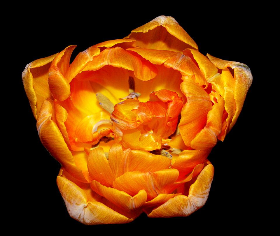 Spring flowers orange close up