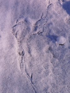 Crow tracks, Allegheny Cemetery, 2015-01-28, 01