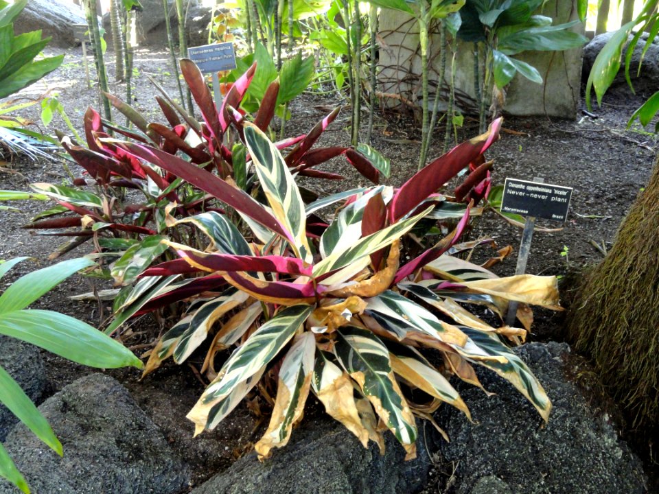 Ctenanthe oppenheimiana 'Tricolor' - Balboa Park Botanical Building - DSC06787