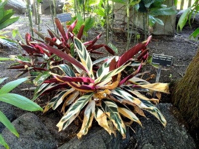 Ctenanthe oppenheimiana 'Tricolor' - Balboa Park Botanical Building - DSC06787