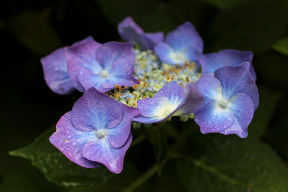 Purple blue garden