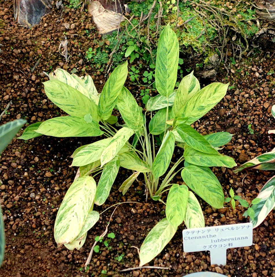 Ctenanthe lubbersiana - Shinjuku Gyo-en Greenhouse - Tokyo, Japan - DSC05842