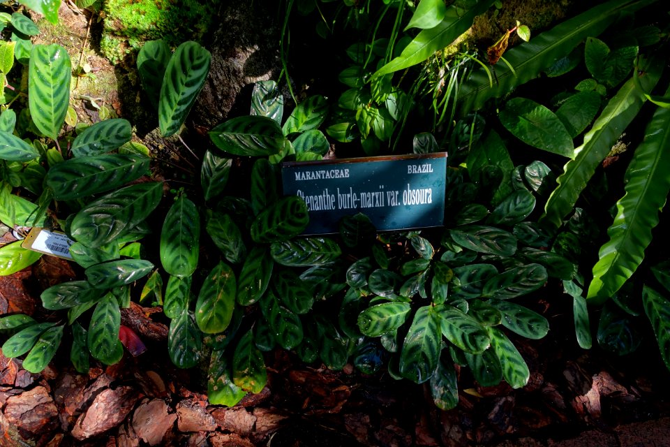 Ctenanthe burle-marxii - Marie Selby Botanical Gardens - Sarasota, Florida - DSC01025