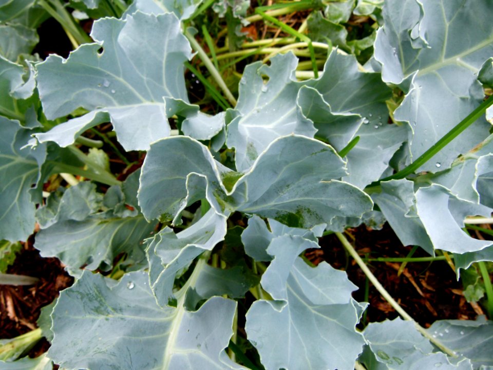 Crambe maritima 2