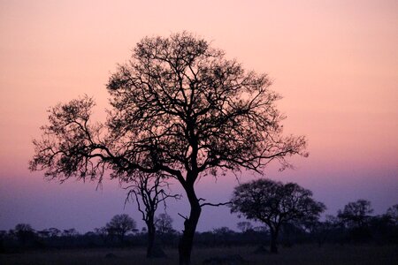 Tree silhouette pink sky photo