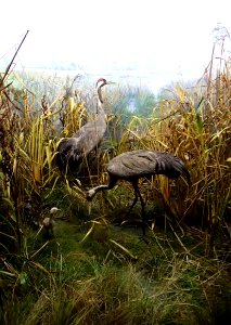 Cranes - Naturhistorisches Museum, Braunschweig, Germany - DSC04978