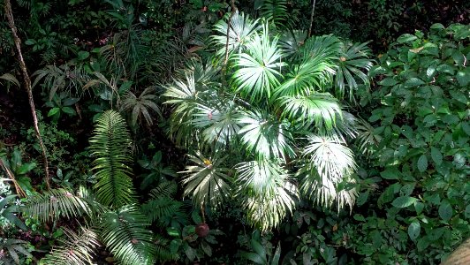 Cryosophila warscewiczii 58680800