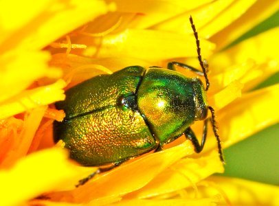 Cryptocephalus-sericeus-02-fws