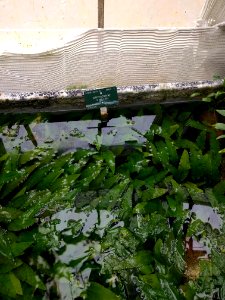 Cryptocoryne x Willisii