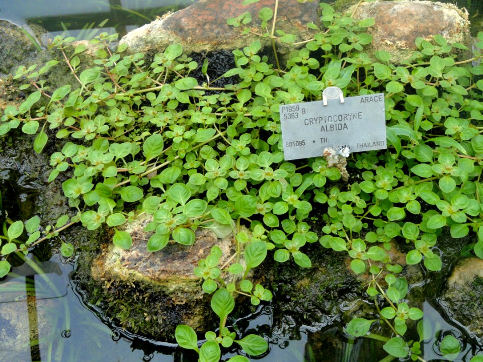 Cryptocoryne albida - Copenhagen Botanical Garden - DSC07958