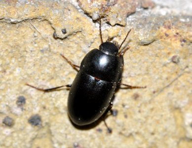 Crypticus-quisquilius-04-fws