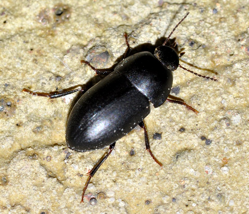 Crypticus-quisquilius-01-fws