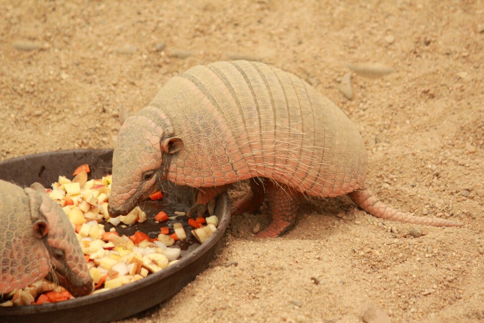 Animal armadillo south america