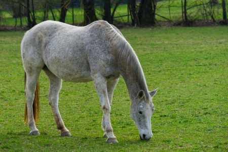 Paddock mane coupling photo