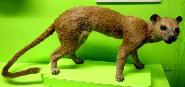 Cryptoprocta ferox - Museo Civico di Storia Naturale Giacomo Doria - Genoa, Italy - DSC02723a