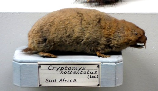 Cryptomys hottentotus - Museo Civico di Storia Naturale Giacomo Doria - Genoa, Italy - DSC02822