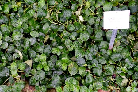 Cryptophragmium langbianense - Botanischer Garten - Heidelberg, Germany - DSC01111