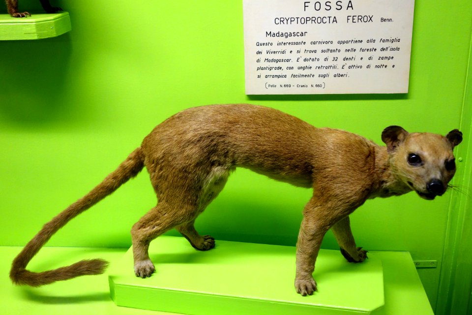Cryptoprocta ferox - Museo Civico di Storia Naturale Giacomo Doria - Genoa, Italy - DSC02723