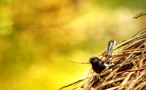 Bird nature animal