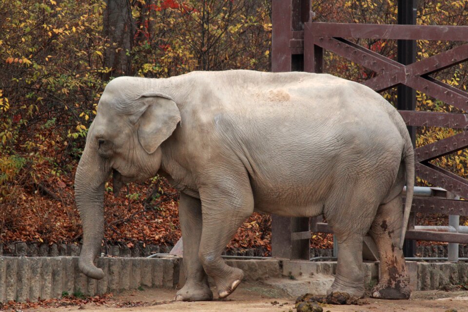 Elephant zoo a grazing animal photo