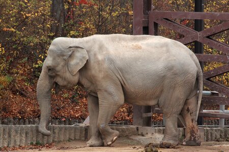 Elephant zoo a grazing animal
