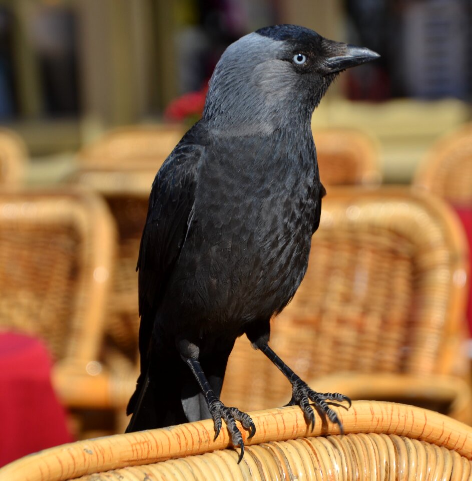 Animal black flying