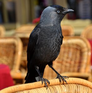Animal black flying