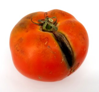 Cracked tomato 2017 A1