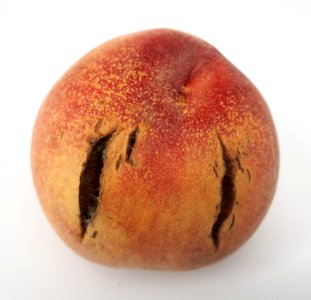 Cracked nectarine 2017 C
