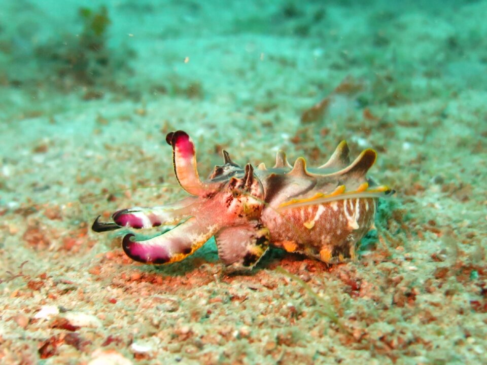Scuba diving scuba muck dive