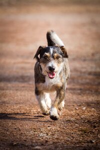 Terrier small sweet