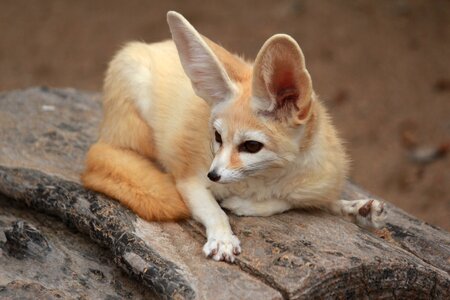 Desert fox animal cute