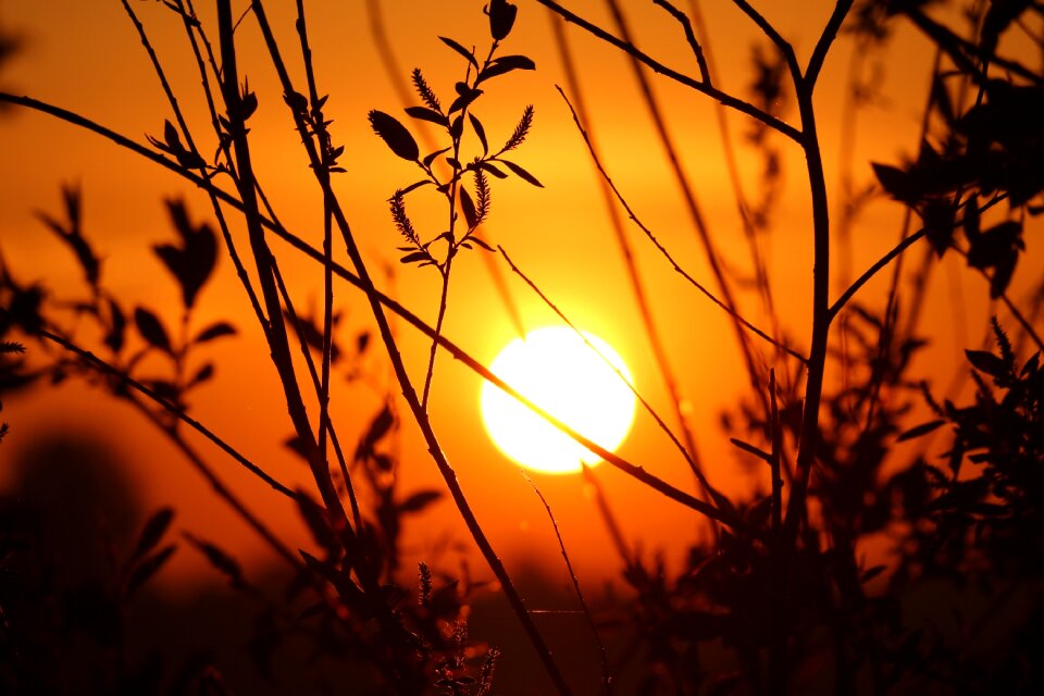 Meadow sky sun