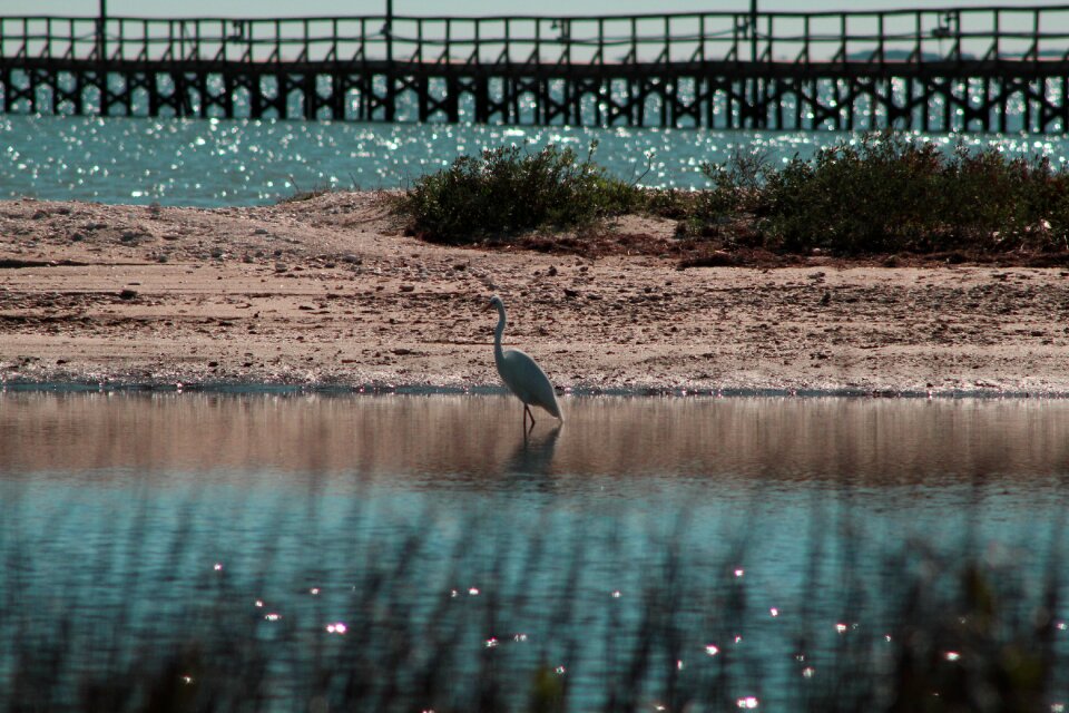 Coastline egret scenic