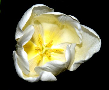 Blossom bloom black background