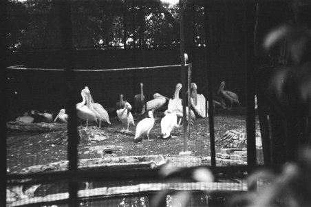 Cranes at Kamla Nehru Zoo - Kankaria Lake