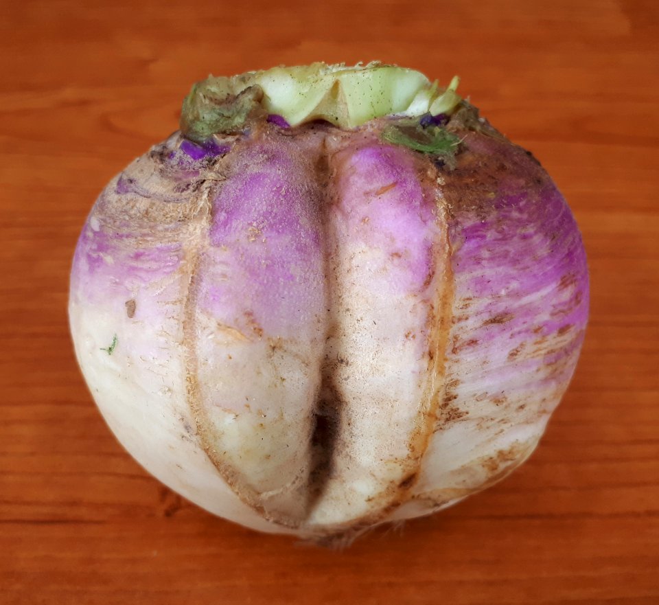 Cracked turnip 2017 A2
