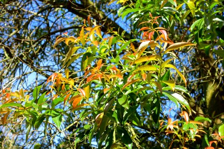 Craibiodendron yunnanense - Caerhayes Castle gardens - Cornwall, England - DSC03308